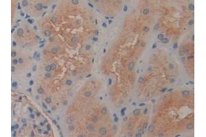 Detection of ENPEP in Human Kidney Tissue using Polyclonal Antibody to Aminopeptidase A (ENPEP) (ENPEP antibody  (AA 718-948))