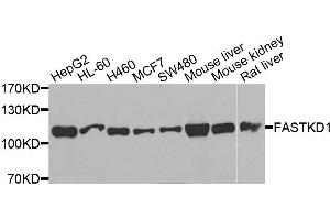 Western blot analysis of extracts of various cell lines, using FASTKD1 antibody. (FASTKD1 antibody  (AA 638-847))