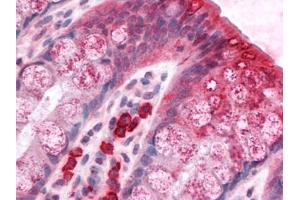 Human Colon: Formalin-Fixed, Paraffin-Embedded (FFPE) (BCAS1 antibody  (C-Term))