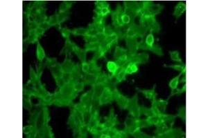 Immunofluorescence Microscopy of Rabbit Anti-Beta-2-microglobulin antibody. (beta-2 Microglobulin antibody  (HRP))