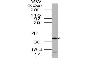 Image no. 1 for anti-G protein beta subunit-like (GBL) (AA 100-320) antibody (ABIN5027338) (GBL antibody  (AA 100-320))