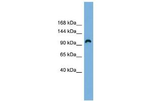 WB Suggested Anti-RAPGEF3 Antibody Titration: 0. (RAPGEF3 antibody  (Middle Region))
