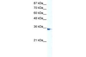 Western Blotting (WB) image for anti-Interferon Regulatory Factor 2 (IRF2) antibody (ABIN2463860) (IRF2 antibody)