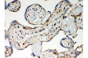 Anti- Optineurin Picoband antibody, IHC(P) IHC(P): Human Placenta Tissue (OPTN antibody  (AA 241-577))