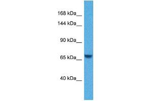 Host:  Rabbit  Target Name:  KL  Sample Tissue:  Human Jurkat Whole Cell  Antibody Dilution:  1ug/ml (Klotho antibody  (N-Term))