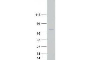 N-terminal EF-Hand Calcium Binding Protein 2 (NECAB2) protein (Myc-DYKDDDDK Tag)