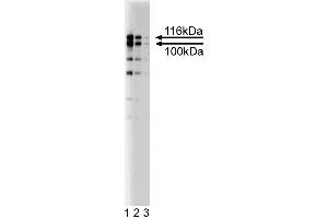 Western blot analysis of 4. (EPB41L1 antibody  (AA 510-626))