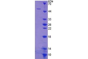 SDS-PAGE of Protein Standard from the Kit  (Highly purified E. (FAS ELISA Kit)