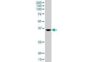 TSEN34 MaxPab polyclonal antibody. (TSEN34 antibody  (AA 1-390))