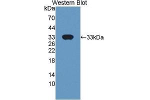 Western Blotting (WB) image for anti-Basigin (Ok Blood Group) (BSG) (AA 59-321) antibody (ABIN1862446)