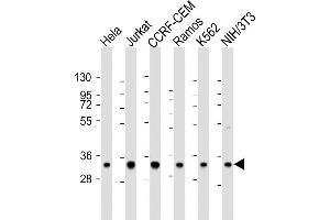 Western Blotting (WB) image for anti-ELAV (Embryonic Lethal, Abnormal Vision, Drosophila)-Like 1 (Hu Antigen R) (ELAVL1) antibody (ABIN652911)