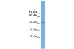 Image no. 1 for anti-Zinc Finger Protein 367 (ZNF367) (AA 151-200) antibody (ABIN6745540) (ZNF367 antibody  (AA 151-200))