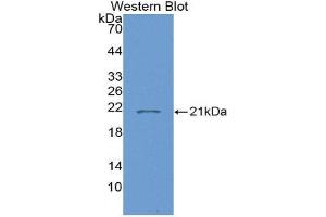 Western Blotting (WB) image for anti-Interleukin 7 (IL7) (AA 26-177) antibody (ABIN3208143)