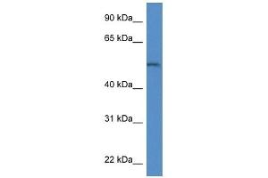 Western Blot showing Arsb antibody used at a concentration of 1. (Arylsulfatase B antibody  (Middle Region))