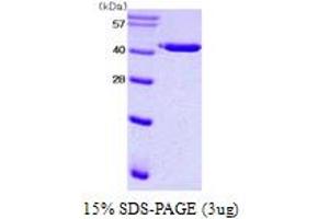 SDS-PAGE (SDS) image for Plasminogen Activator Inhibitor 1 (SERPINE1) (AA 24-402) protein (His tag) (ABIN667051) (PAI1 Protein (AA 24-402) (His tag))