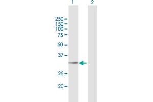 LYSMD4 antibody  (AA 1-297)