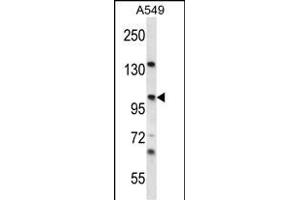 UNC45A Antibody (N-term) (ABIN656759 and ABIN2845980) western blot analysis in A549 cell line lysates (35 μg/lane). (UNC45A antibody  (N-Term))
