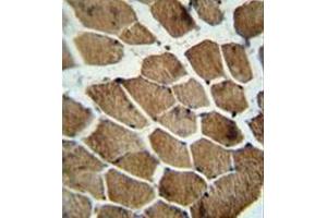 Immunohistochemistry analysis in formalin fixed and paraffin embedded human skeletal muscle reacted with MOCS1 Antibody (C-term) followed by peroxidase conjugation of the secondary antibody and DAB staining. (MOCS1 antibody  (C-Term))