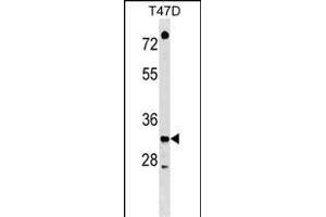 TSFM Antibody (C-term) (ABIN1536949 and ABIN2848575) western blot analysis in T47D cell line lysates (35 μg/lane).