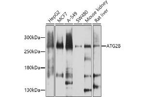 Western blot analysis of extracts of various cell lines, using B antibody (ABIN6133272, ABIN6137254, ABIN6137255 and ABIN6224581) at 1:1000 dilution. (ATG2B antibody  (AA 1360-1600))