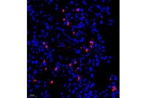 Immunofluorescence (Paraffin-embedded Sections) (IF (p)) image for anti-Ubiquitin Protein Ligase E3A (ube3a) antibody (ABIN7076105)