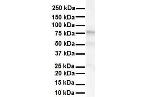 WB Suggested Anti-KCNC3 antibody Titration: 1 ug/mL Sample Type: Human liver