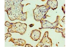 Immunohistochemistry of paraffin-embedded human placenta tissue using ABIN7173327 at dilution of 1:100 (Trefoil Factor 2 antibody  (AA 24-129))