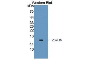 Western Blotting (WB) image for anti-Carcinoembryonic Antigen-Related Cell Adhesion Molecule 6 (CEACAM6) (AA 35-142) antibody (ABIN1867173) (CEACAM6 antibody  (AA 35-142))