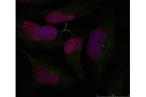 Image no. 1 for anti-H2A Histone Family, Member X (H2AFX) (Ser139) antibody (ABIN197524) (H2AFX antibody  (Ser139))