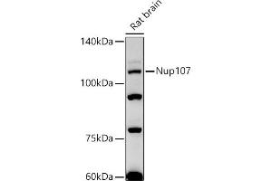 Western blot analysis of extracts of Rat brain, using Nup107 antibody (ABIN7269039) at 1:500 dilution. (NUP107 antibody)