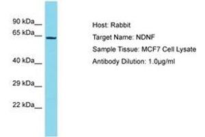 Image no. 1 for anti-Neuron-Derived Neurotrophic Factor (NDNF) (AA 490-539) antibody (ABIN6750671) (NDNF antibody  (AA 490-539))