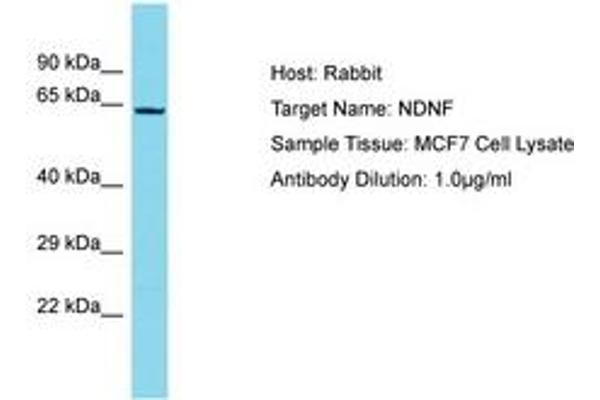 NDNF antibody  (AA 490-539)