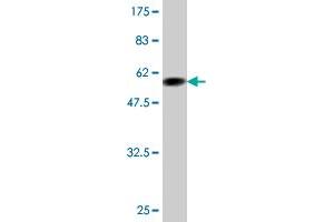 Western Blotting (WB) image for anti-Apolipoprotein F (APOF) (AA 37-327) antibody (ABIN513384)