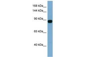Image no. 1 for anti-CAS1 Domain Containing 1 (CASD1) (N-Term) antibody (ABIN6741823) (CASD1 antibody  (N-Term))
