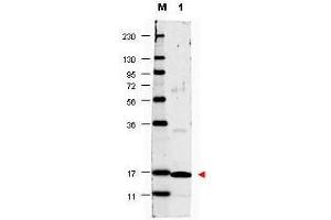 Western blot using  anti-Human IL17-A antibody shows detection of a band ~17 kDa in size corresponding to recombinant human IL17-A (lane 1). (Interleukin 17a antibody  (Biotin))
