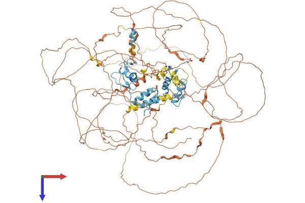 GLI1 Protein (AA 1-1111) (His tag)