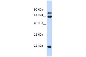 Western Blotting (WB) image for anti-Protein Phosphatase 2, Regulatory Subunit A, alpha (PPP2R1A) antibody (ABIN2459979) (PPP2R1A antibody)