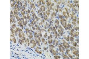 Immunohistochemistry of paraffin-embedded Mouse stomach using MARVELD2 Polyclonal Antibody (Tricellulin antibody)