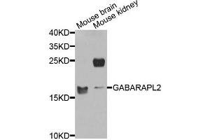 Western blot analysis of extracts of mouse brain and mouse kidney cells, using GABARAPL2 antibody. (GABARAPL2 antibody)