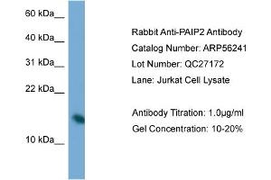 Western Blotting (WB) image for anti-Poly Binding Protein Interacting Protein 2 (PAIP2) (N-Term) antibody (ABIN2786594) (PAIP2 antibody  (N-Term))