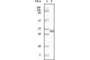 Western blot analysis using TGF beta1 mouse mAb against truncated TGF beta1 recombinant protein.