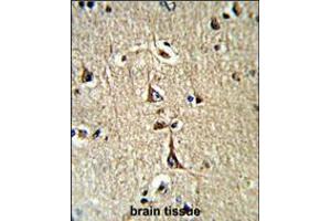 Formalin-fixed and paraffin-embedded human brain tissue reacted with GPD1 Antibody (N-term), which was peroxidase-conjugated to the secondary antibody, followed by DAB staining. (GPD1 antibody  (N-Term))