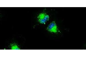 Anti-CD4 mouse monoclonal antibody (ABIN2452332) immunofluorescent staining of COS7 cells transiently transfected by pCMV6-ENTRY CD4 (RC206453). (CD4 antibody)