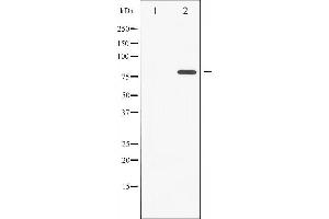Western blot analysis of PKC zeta phosphorylation expression in PMA treated COS7 whole cell lysates,The lane on the left is treated with the antigen-specific peptide. (PKC zeta antibody  (pThr560))