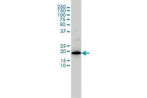 Western Blotting (WB) image for anti-Mitochondrial Ribosomal Protein L12 (MRPL12) (AA 1-199) antibody (ABIN598585) (MRPL12 antibody  (AA 1-199))