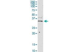 JAM2 monoclonal antibody (M01), clone 1G4. (JAM2 antibody  (AA 29-298))