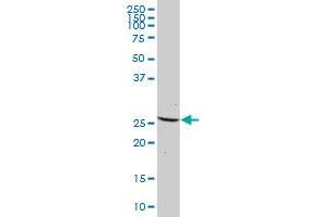 DCTN6 MaxPab polyclonal antibody. (DCTN6 antibody  (AA 1-190))