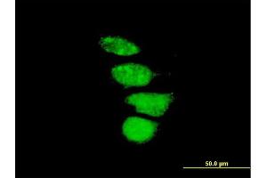 Immunofluorescence of purified MaxPab antibody to ZNF133 on HeLa cell. (ZNF133 antibody  (AA 1-653))