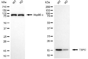 Western blotting analysis using TSPO antibody (ABIN7799775). (Recombinant TSPO antibody)