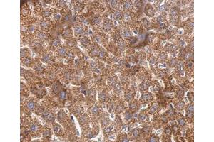 IHC-P Image Cyclophilin 40 antibody detects Cyclophilin 40 protein at cytosol on mouse liver by immunohistochemical analysis. (PPID antibody)